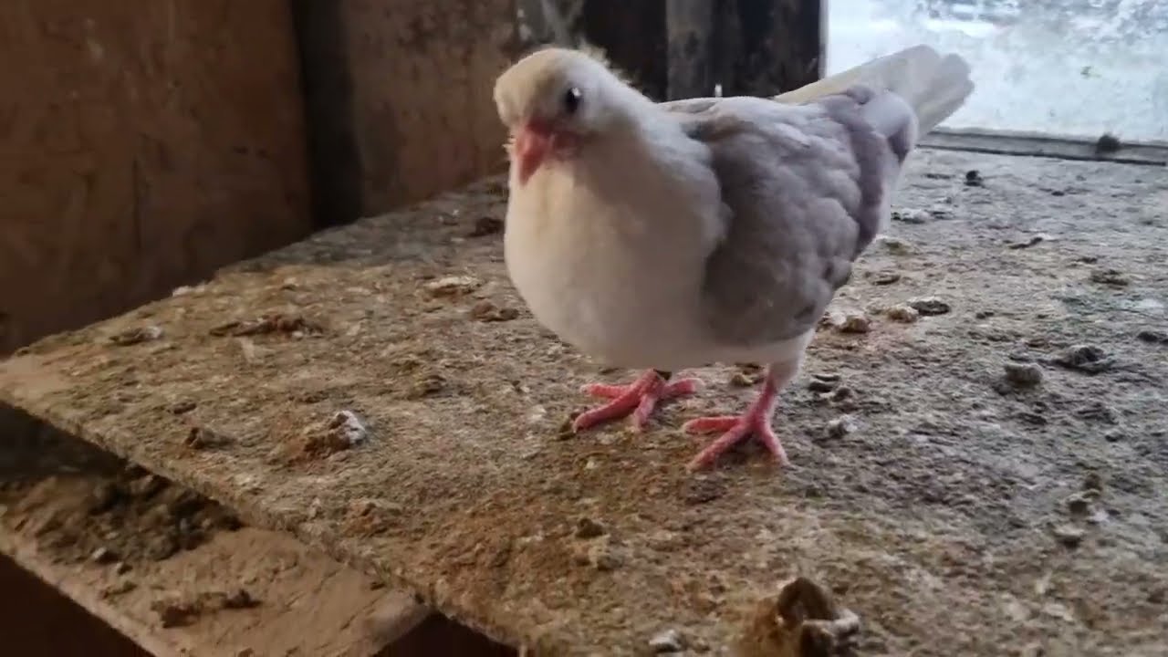 Wesołych Świąt 24/12/2025 #ptaki #pigeon #zwierzaki #gołębie #birds #pigeons