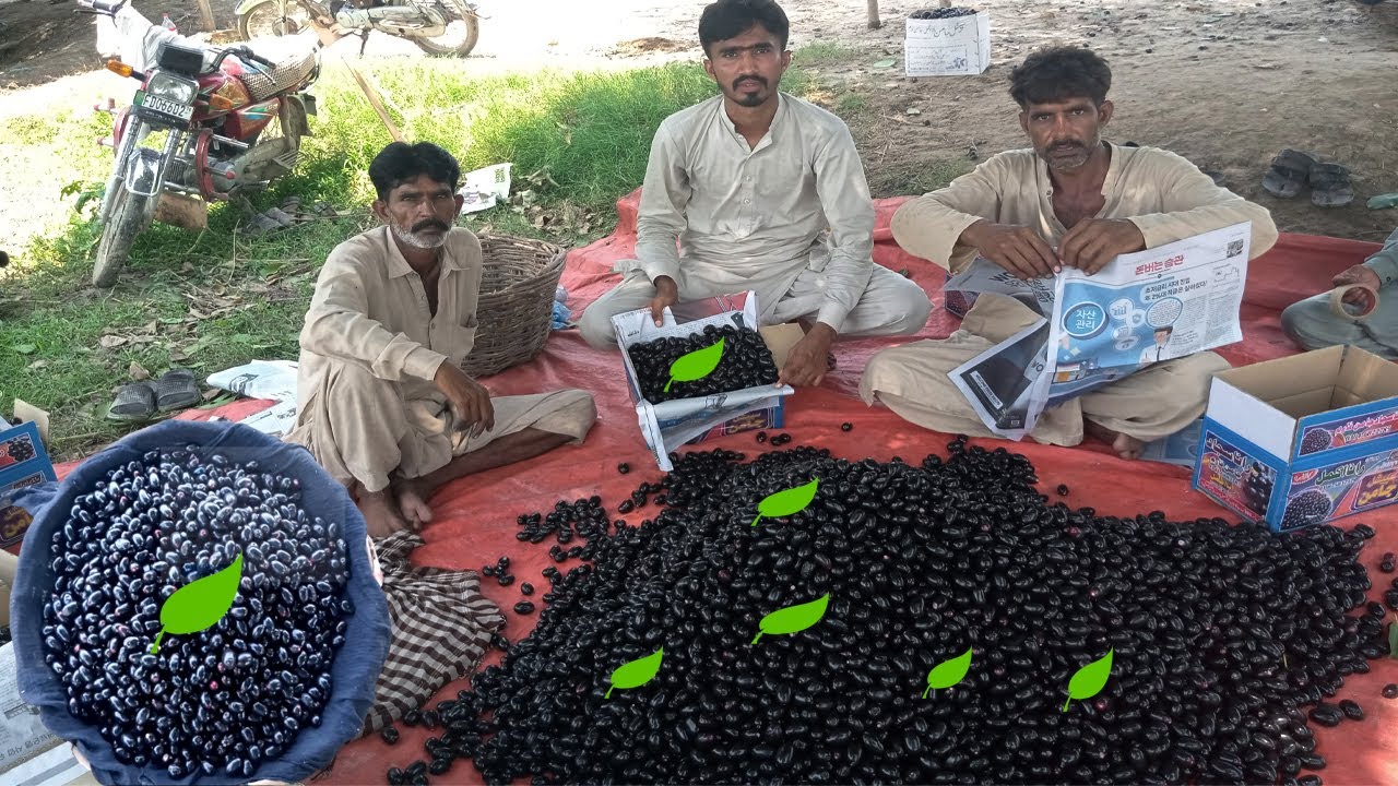 Natural Fresh BLACK JAMUN Fruits ( Jawa Plum ) Picking Packing and Eating in my Village