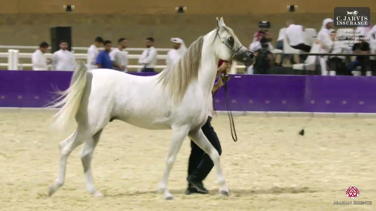 N 240 SHOMOUKH AL SHANIA   Kingdom International Championship for Arabian Horse 2025   Stallions 10+