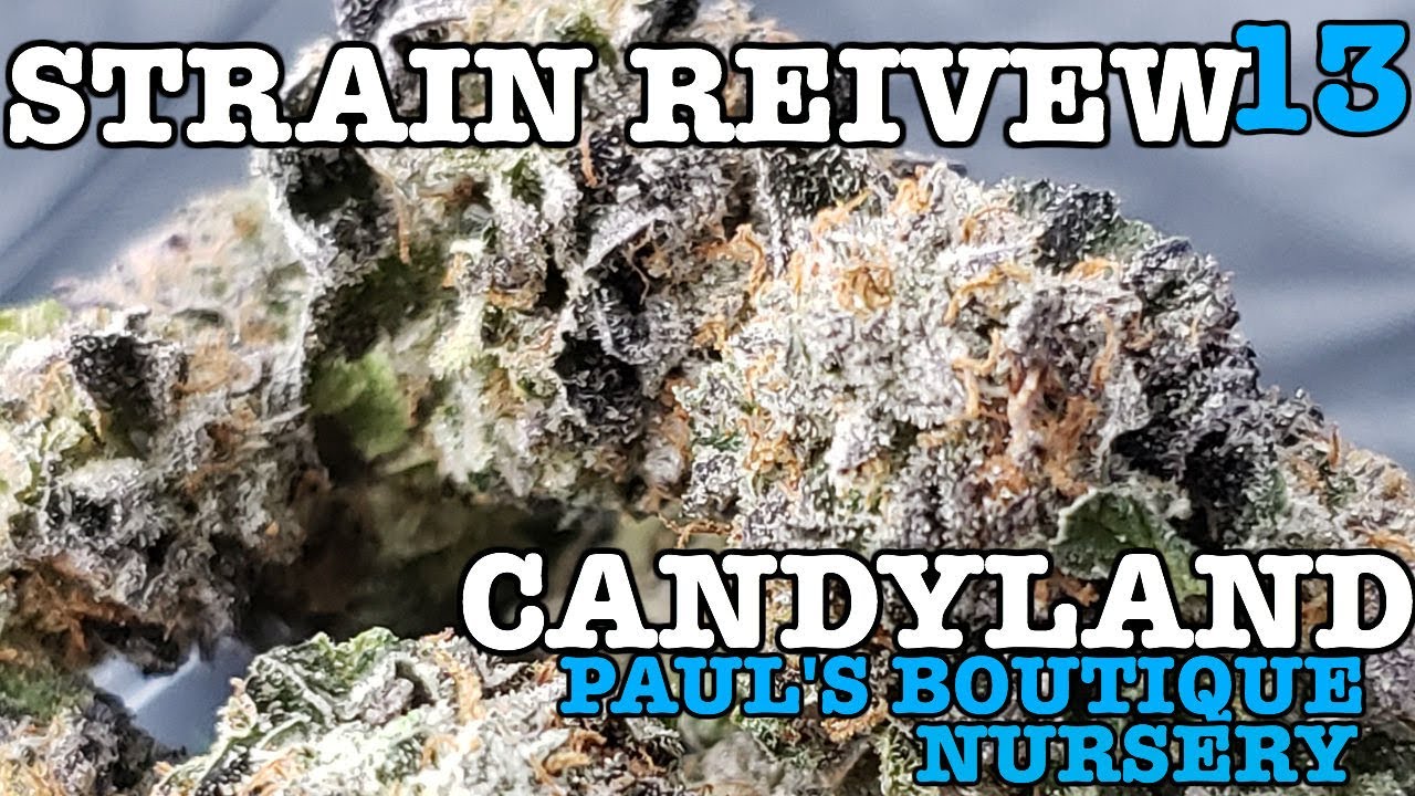 CANDYLAND STRAIN REVIEW 13 [ GROWERS ONLY CO ]