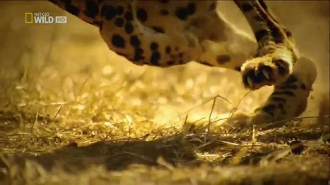 Rule The World - Slow Motion - Wildlife - Lorde