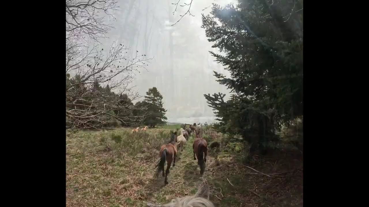 Transhumance des chevaux 2024.