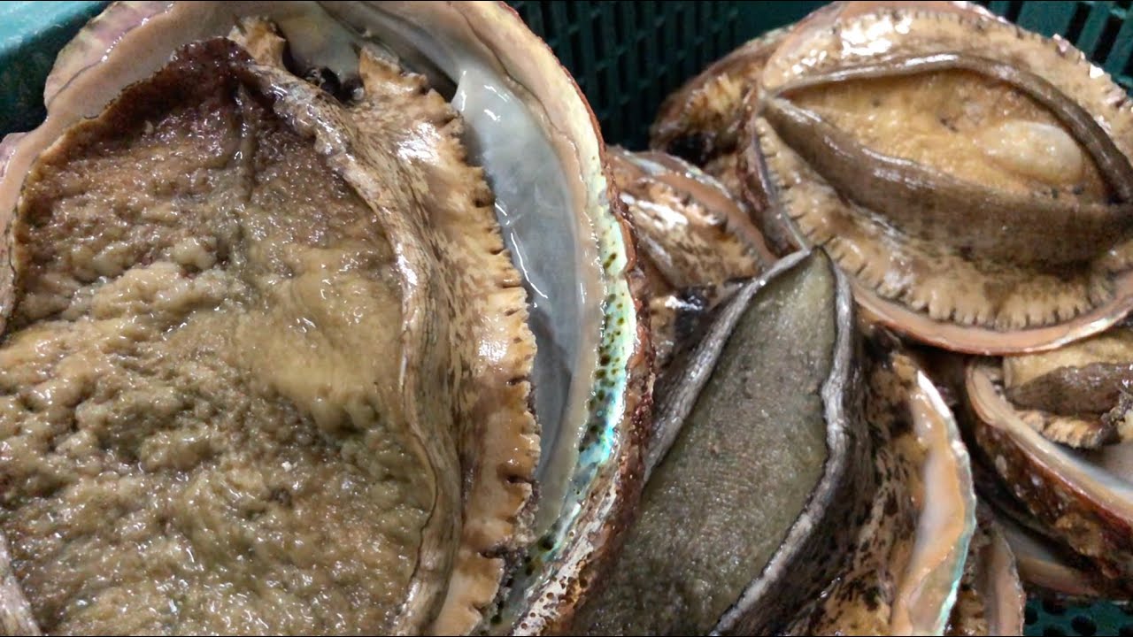 【あわび大漁#2】ひたすらひたすら剥がしていく