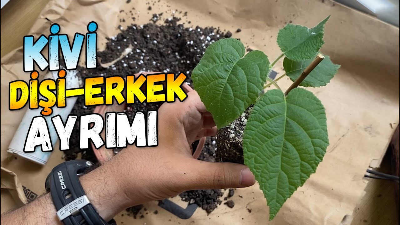 Счастливое семя Киви выросло!