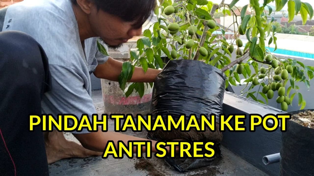 Cara Pindah Tanam dari Polybag ke Pot Agar Tanaman Tidak Stres || Kedondong Tabulampot