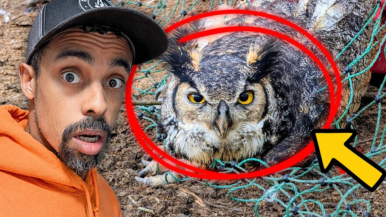 An Owl Got Trapped in My Chicken Run… I Didn’t Expect This 
