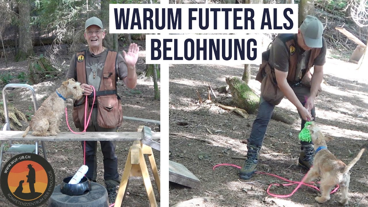 Warum Hunde mit Futterbelohnung schneller lernen | Hundeschule U.B.