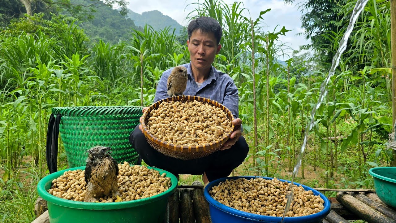 Harvesting Peanut Go To The Market Sell - Take Care Of The Pet - Gardening | Solo Survival
