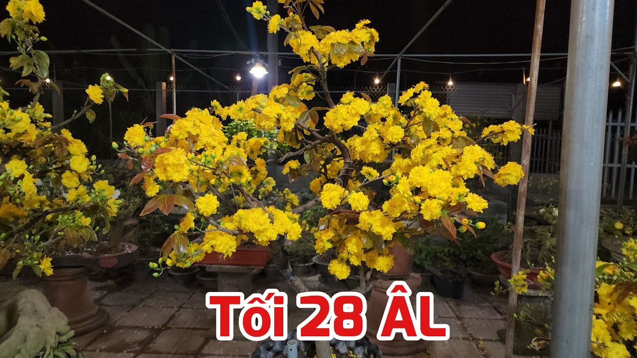 Tối 28 ÂL - Các Giống Mai Nở Hoa Sau Một Ngày Nắng Gắt