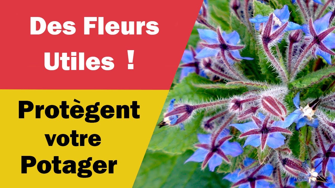 Fleurs Utiles au Potager pour Eloigner les Parasites