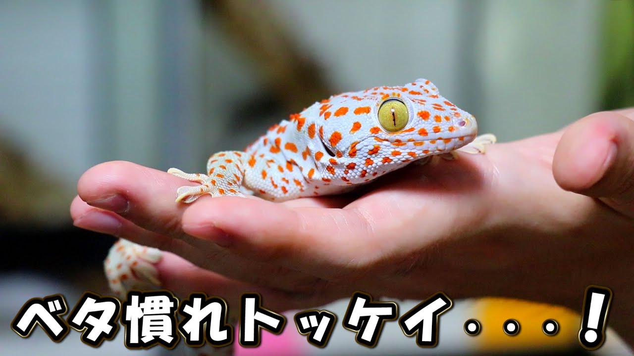トッケイヤモリを繁殖する女性飼育者の家が楽しすぎた！