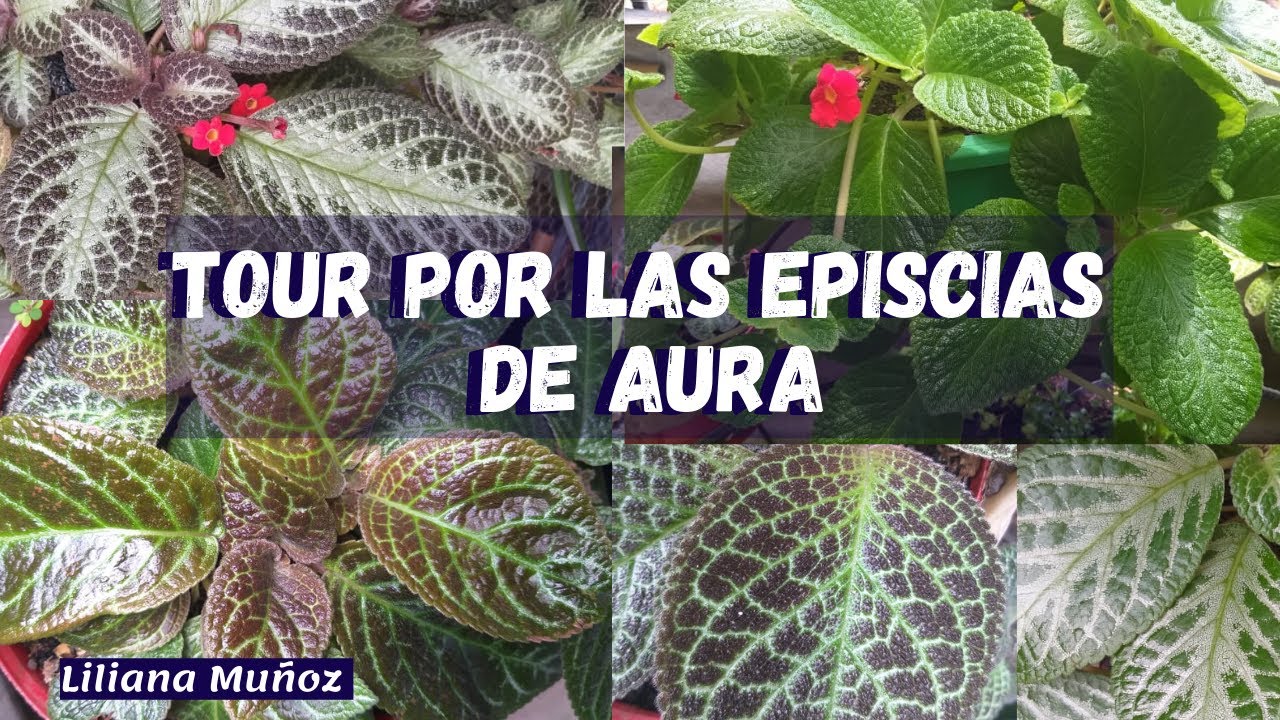 TOUR por las EPISCIAS de doña AURA / Liliana Muñoz