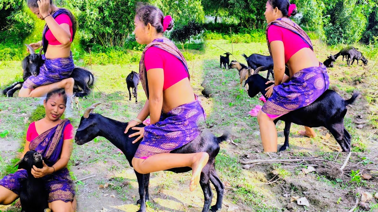 Goat Sitting Full Weight vs Goat Riding Funny Video — बकरी पर पूरा वजन! 🤣