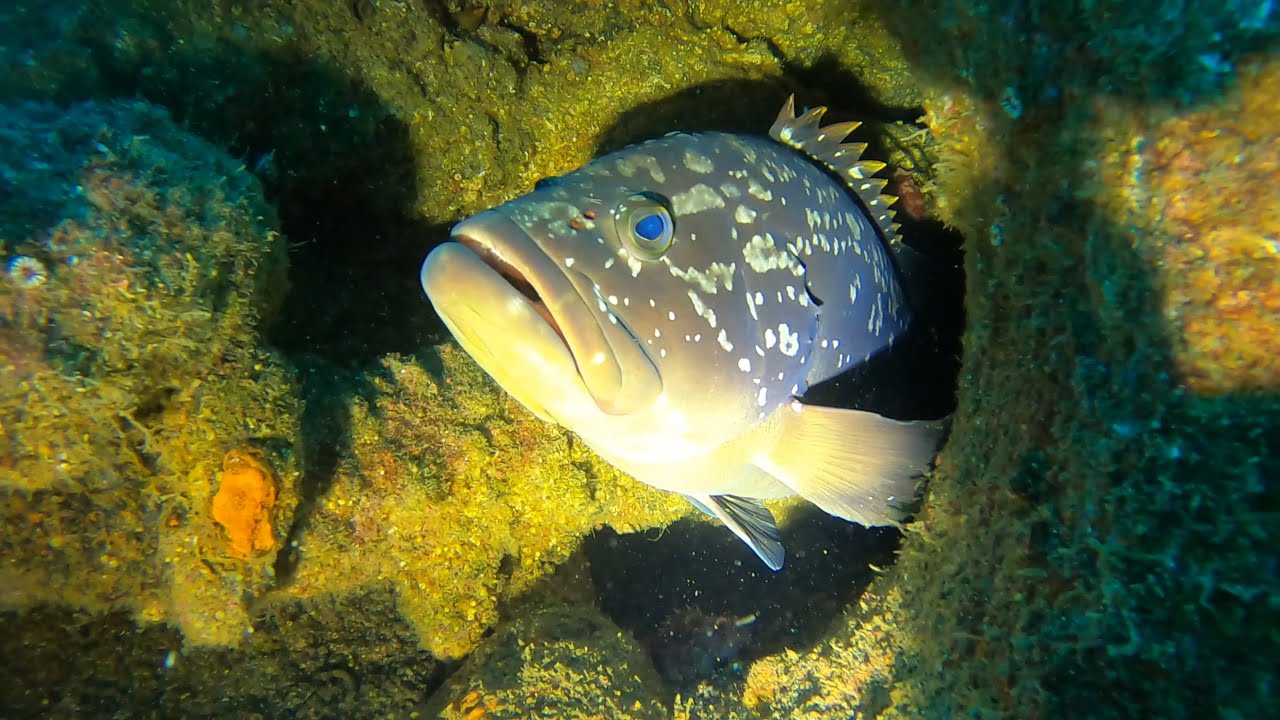 Grouper Encounter