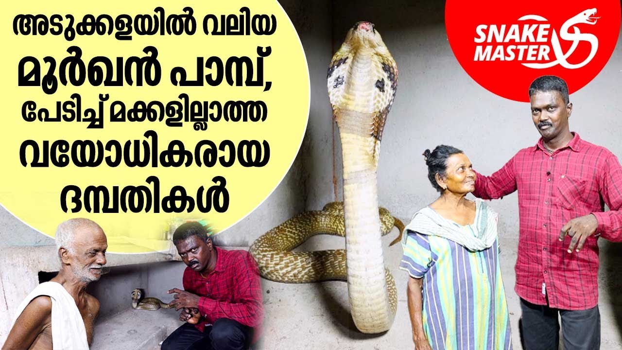 വയോധികരുടെ മുന്നിൽ എത്തിയ രണ്ട് മൂർഖൻ പാമ്പുകൾ | Vava Suresh | Snakemaster EP 980