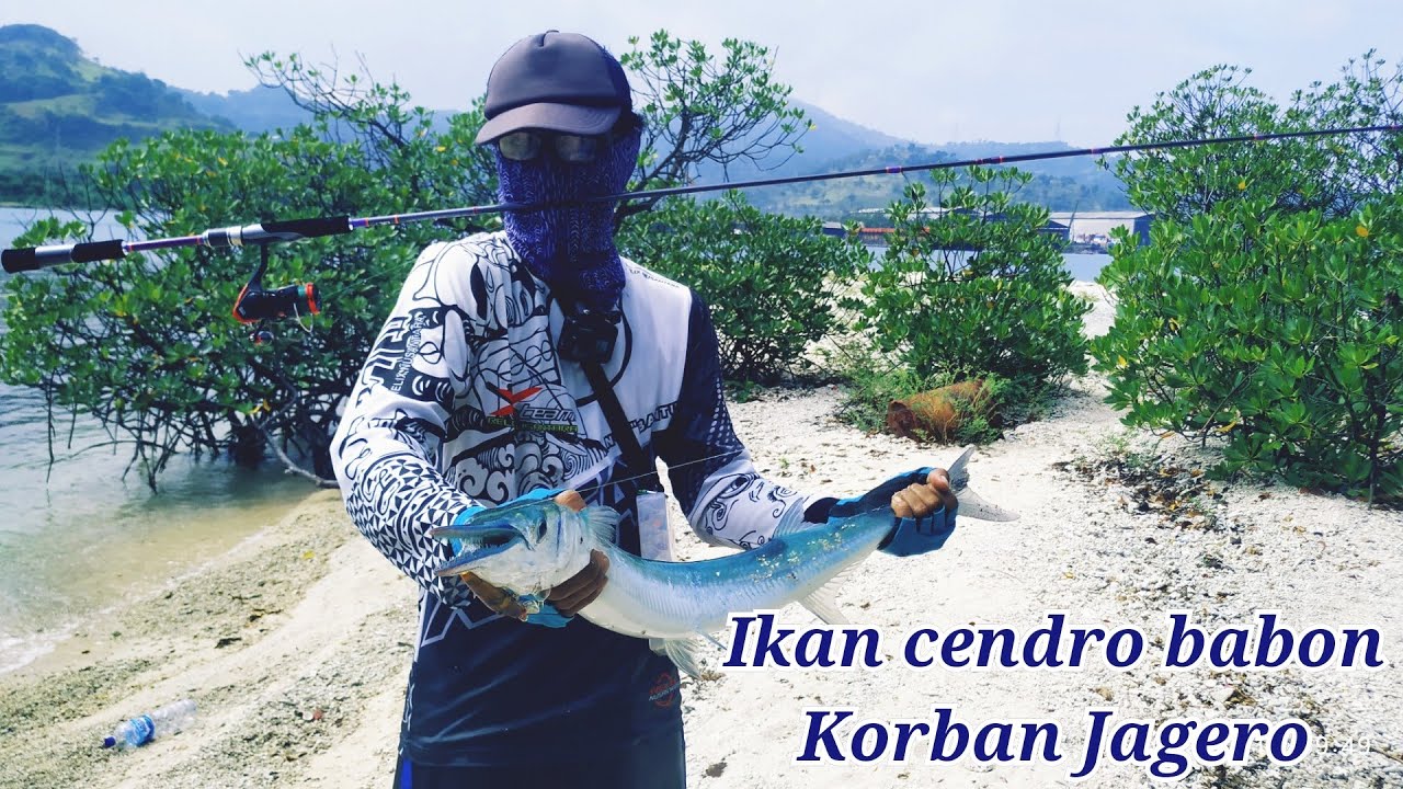 Amiskan joran cangkek jagero, casting  pinggiran di sambar cendro babon