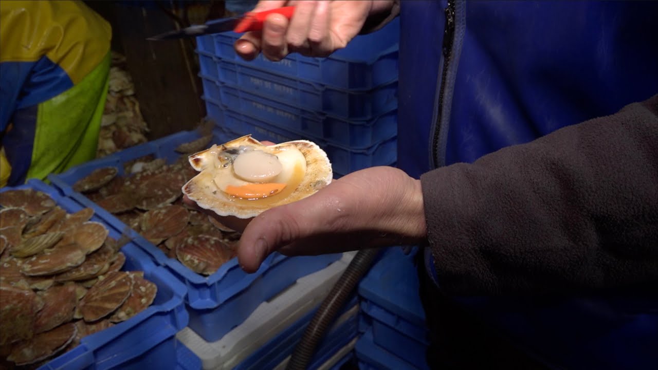 Coquille Saint-Jacques : Baie de Seine, le plus gros gisement d’Europe