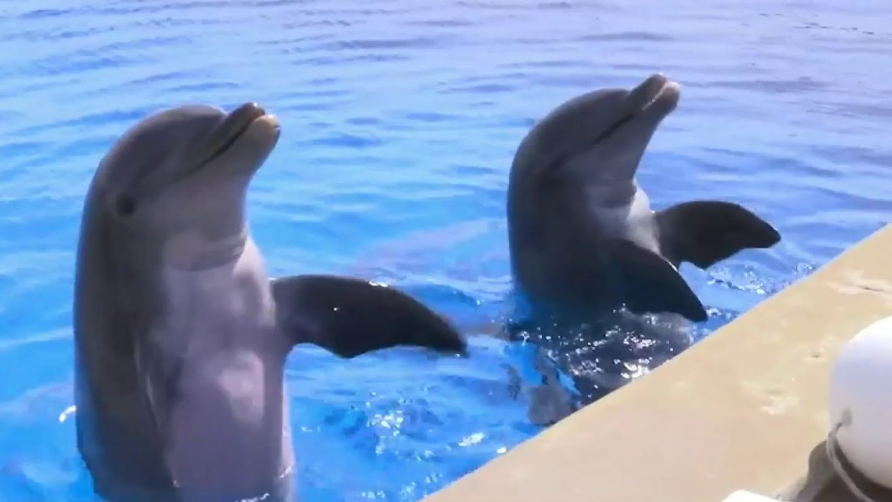 Swim and interact with dolphins at Marineland!