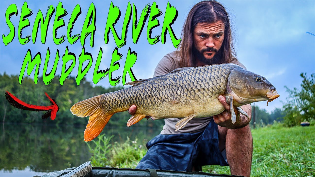 Gorgeous Muddler Carp Fishing the Seneca River in NY