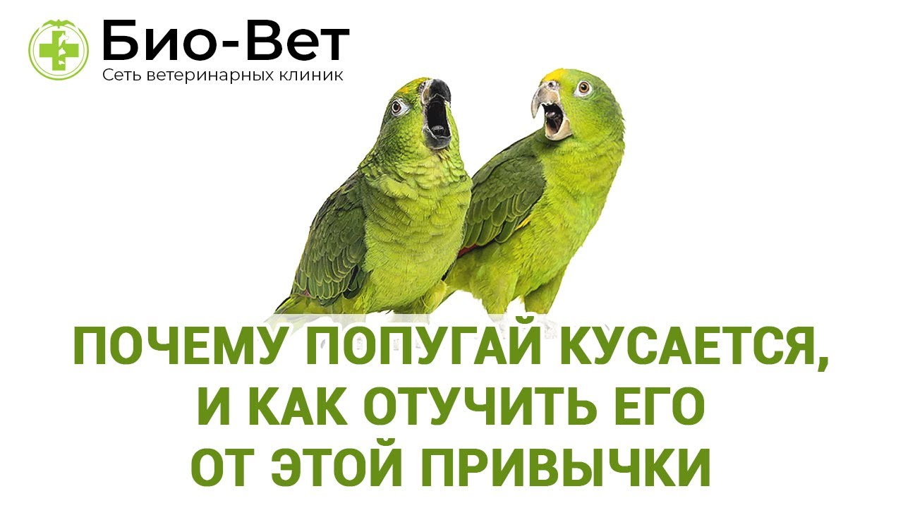 Почему попугай кусается, и как отучить его от этой привычки