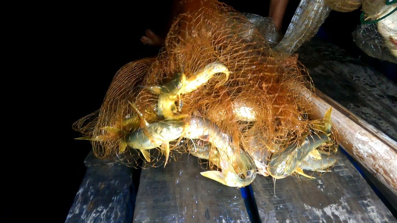 Quăng Chài Thả Lưới vây bắt bầy Cá Út Vàng | GĐCG #722