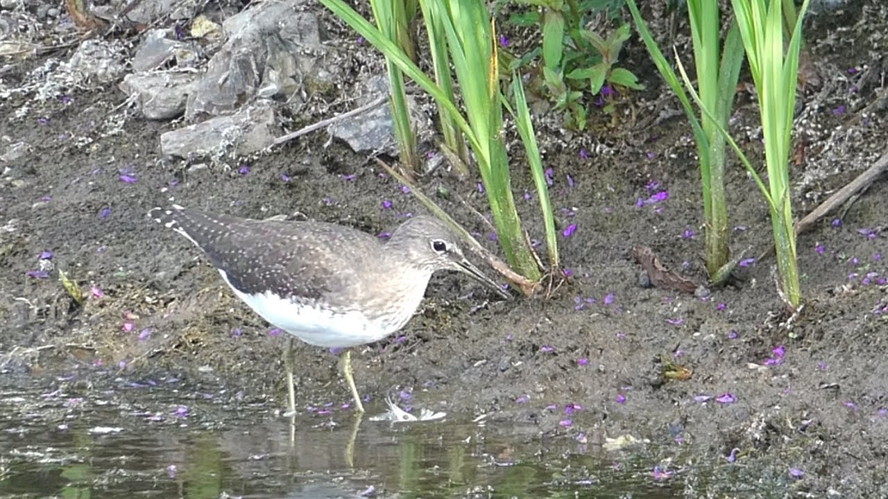 Bird Facts: The Green Sandpiper.