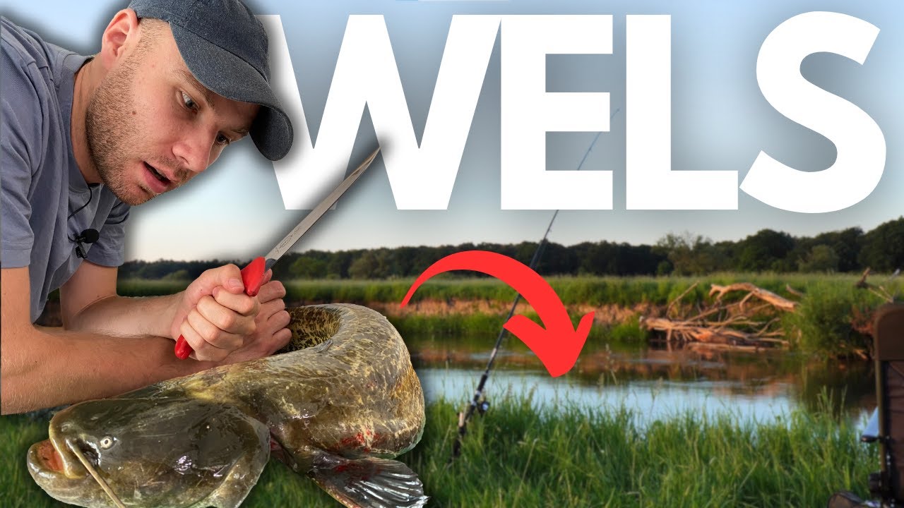 FANGEN und ESSEN! ANSITZANGELN auf Wels und Aal am Fluss