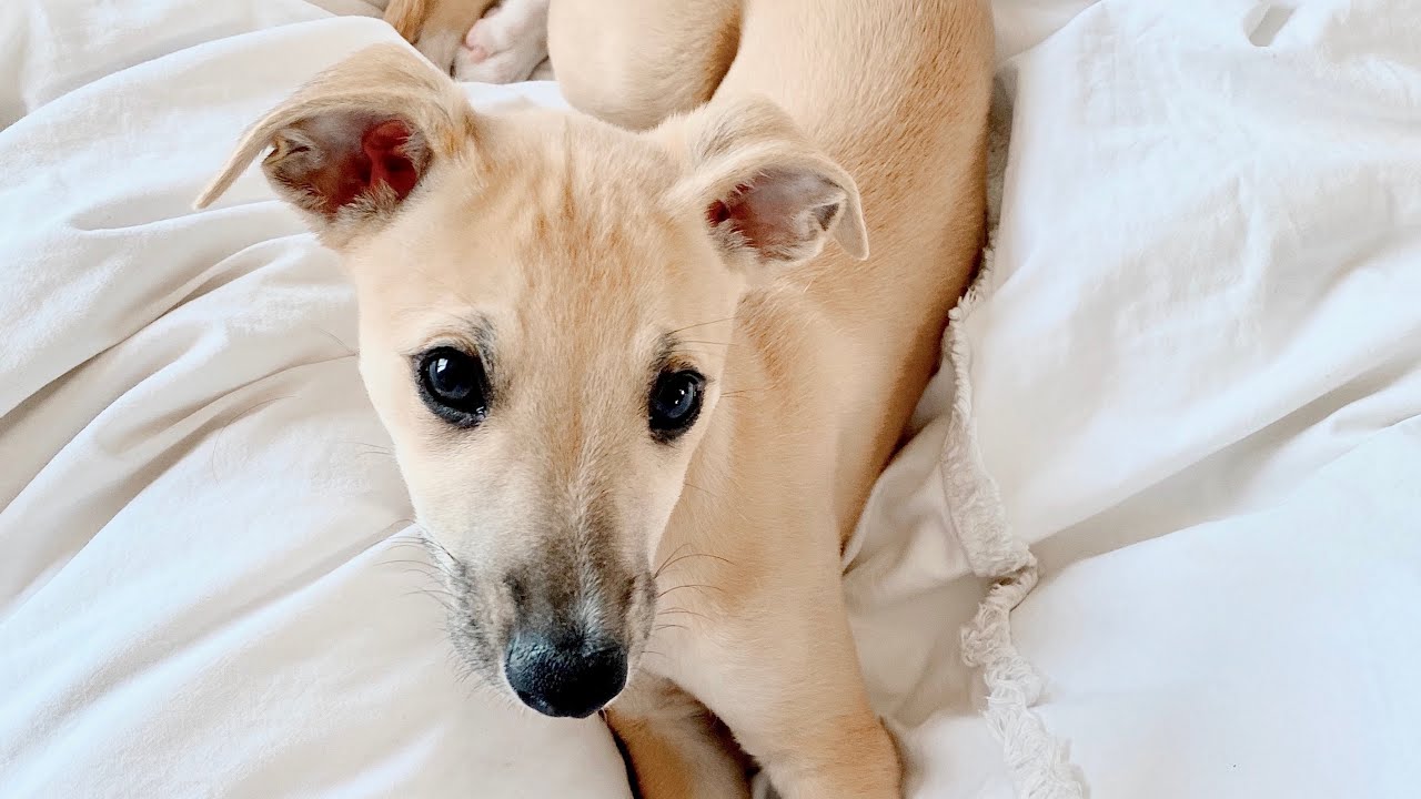 A Whippet Puppy&rsquo;s Diary, First Year - 4 Weeks to 7 Months Old
