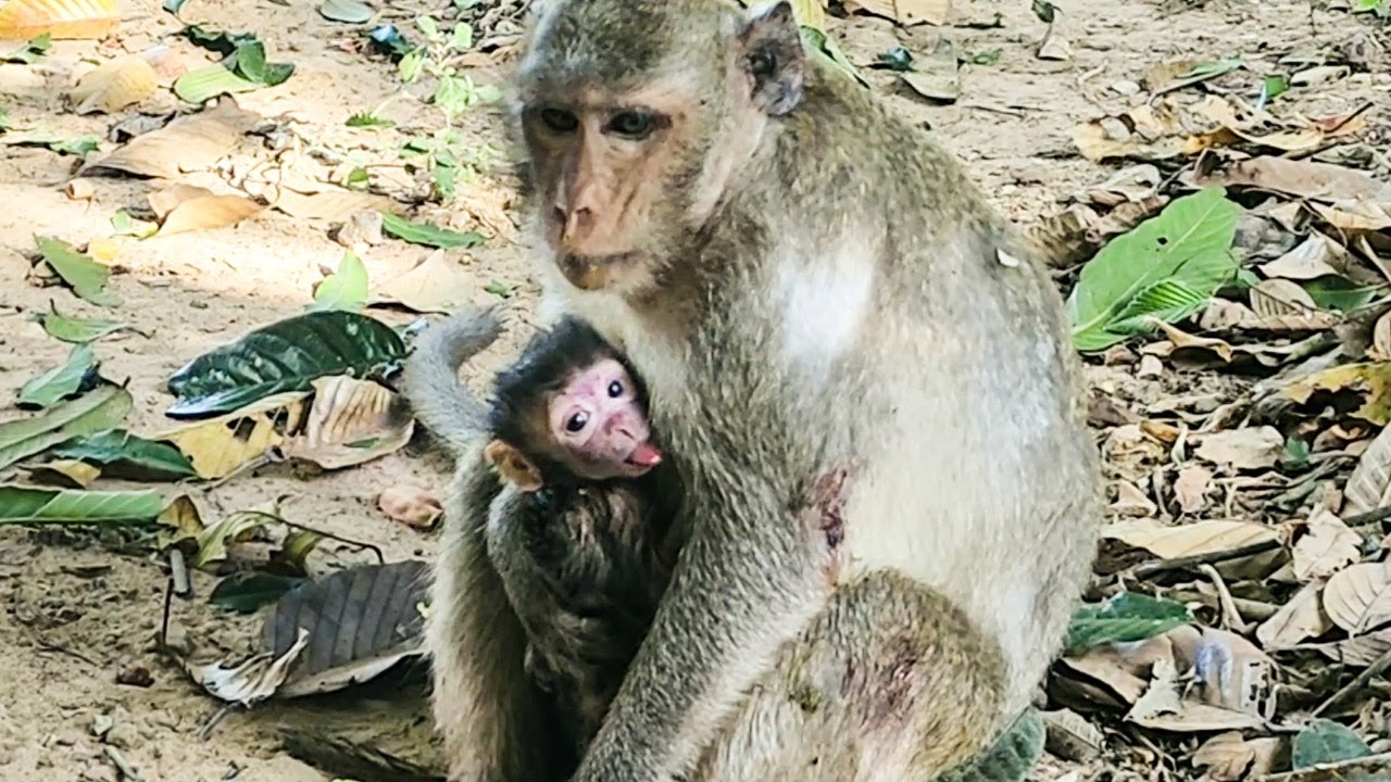Look new born baby monkey of Jazzy so huge healthy strong wonderful