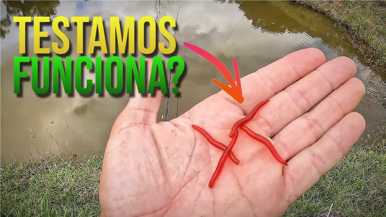 TESTANDO MINHOCA ARTIFICIAL DE ISCA PARA TIL&Aacute;PIA