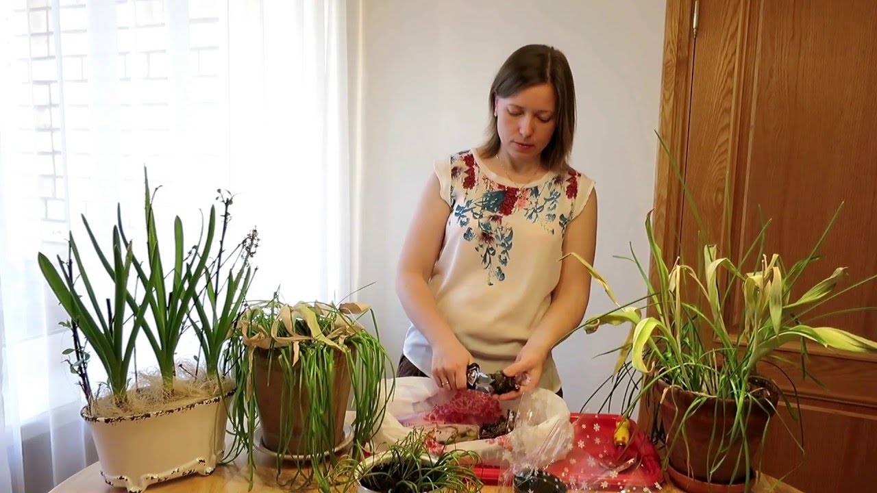 ЛУКОВИЦЫ после выгонки 🌷 Что делать? / Bulbs after forcing