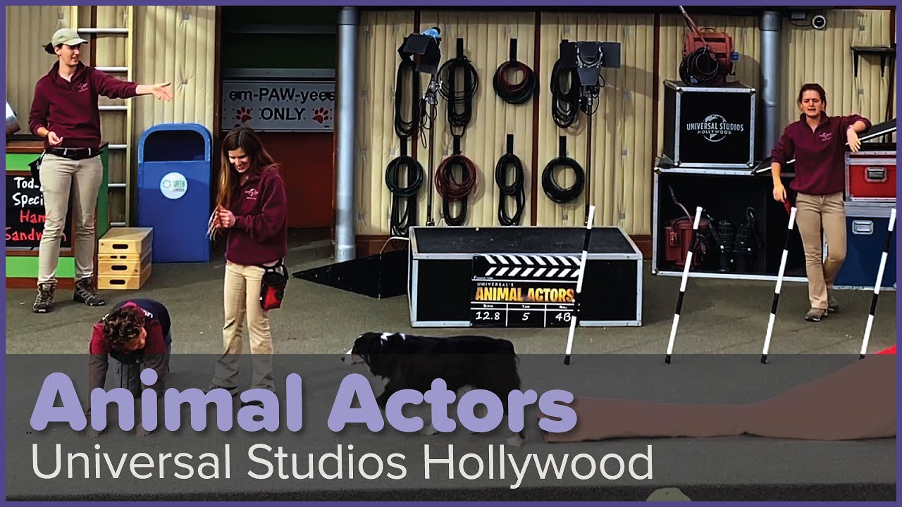 Universal’s Animal Actors, Full-Length Show, 4K | Universal Studios Hollywood