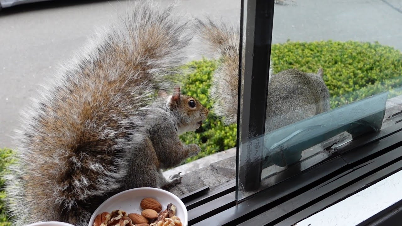 Squirrel uses his butt to attack another squirrel