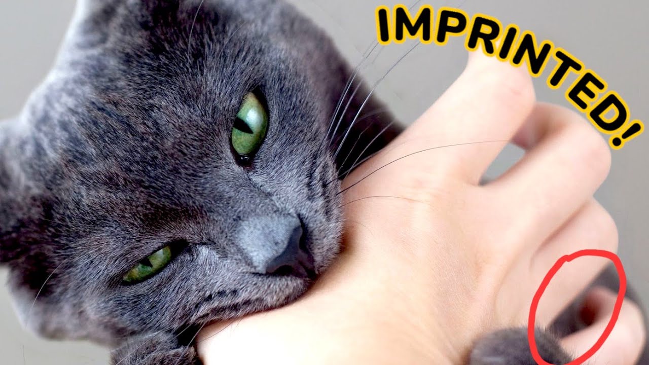 If Your Cat Show THESE Signs, They See You as Their MOTHER or FATHER! 🔥