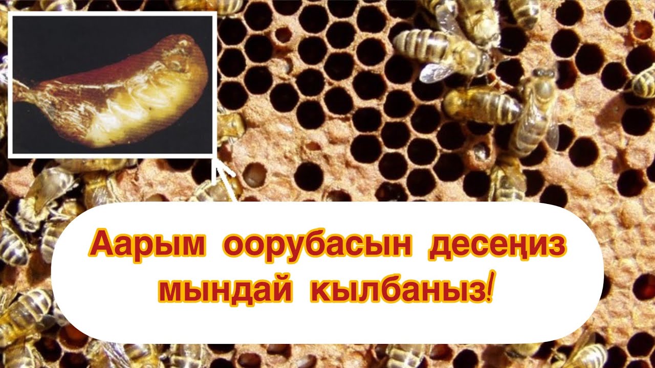 ПАКЕТТИ БАЛ ЧЕЛЕККЕ ЖАЙГАШТЫРУУ