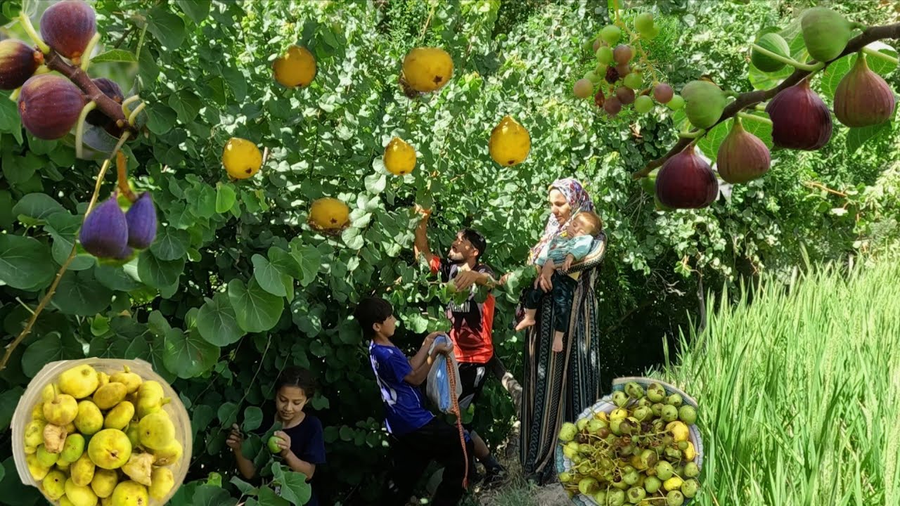 Кочевая жизнь в Иране | Семья собирает дикие фрукты в горах 🍇🌿