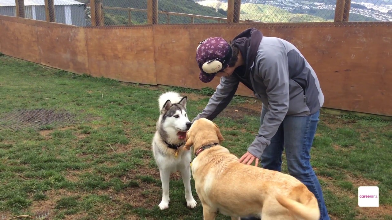 Animal Care Attendant - A day in the life