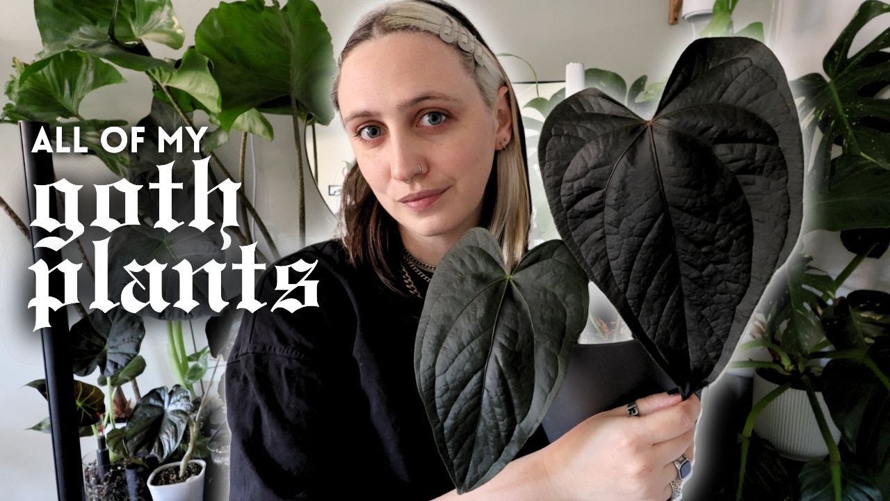 All My Black Houseplants 🖤 The Gothic Side of My Collection + my Wishlist!