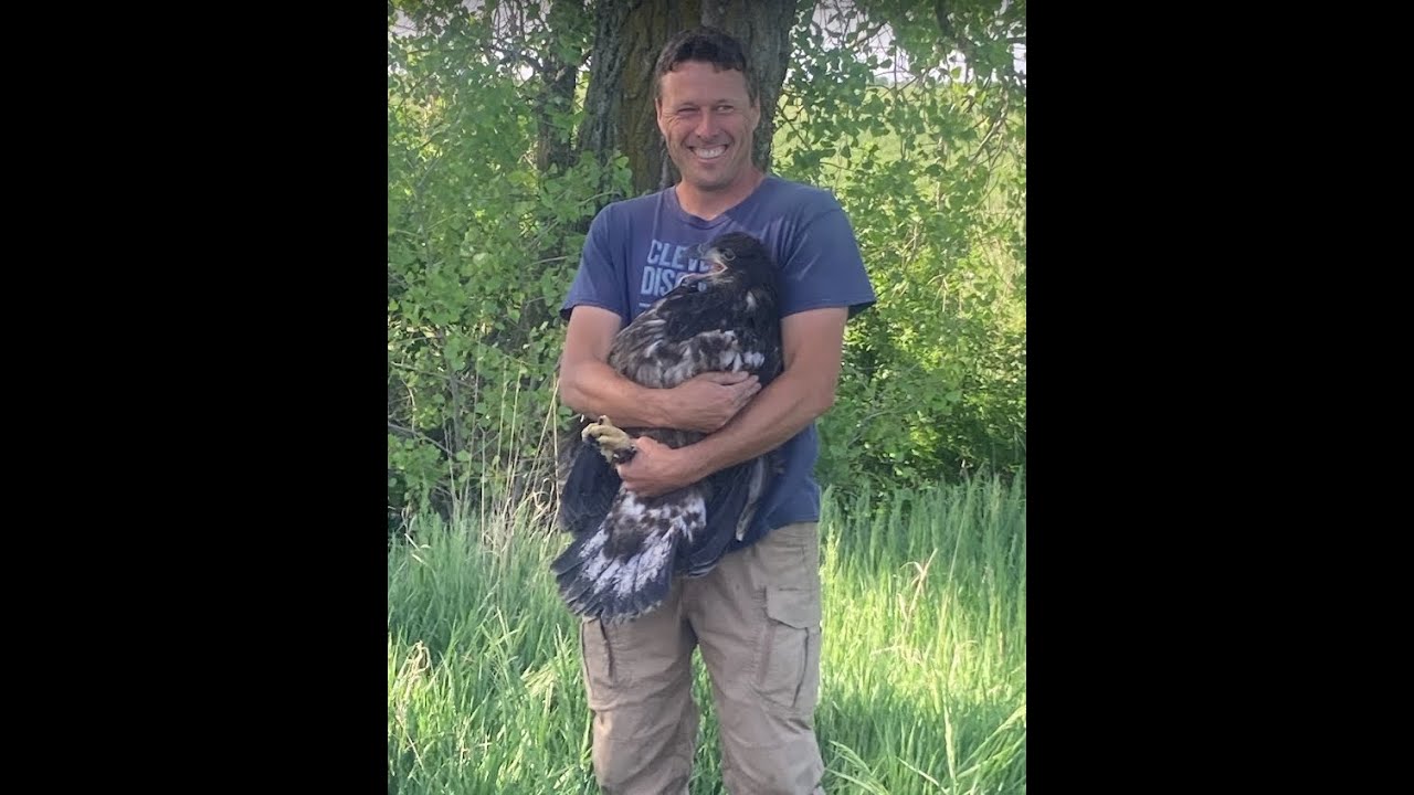 My New Bald Eagles