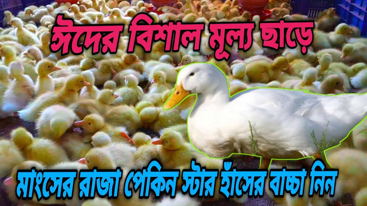 ঈদের বিশাল মূল্য ছাড়ে ফ্রান্সের পেকিন স্টার-১৩ হাঁসের বাচ্চা নিন।#পেকিন_স্টার_হাঁসের_বাচ্চা #হাঁসের