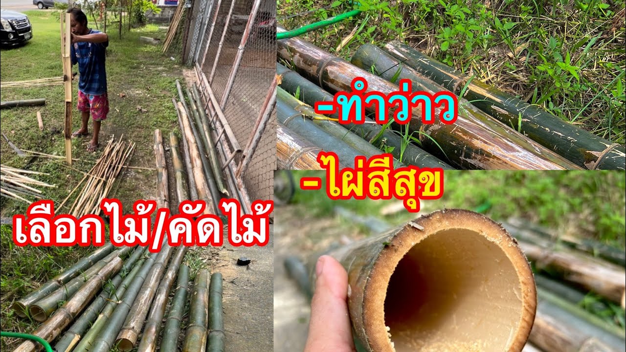 ตัดไม้ทำว่าว คัดไม้ให้เหมาะเเละมีคุณภาพ 2565