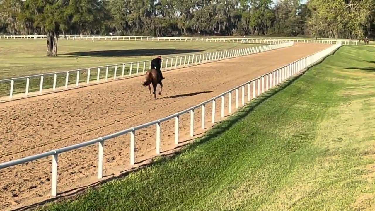 Munnings - Allez Marie, Oscar Performance - Olorda & Majestic Marie (Not This Time) train March 12