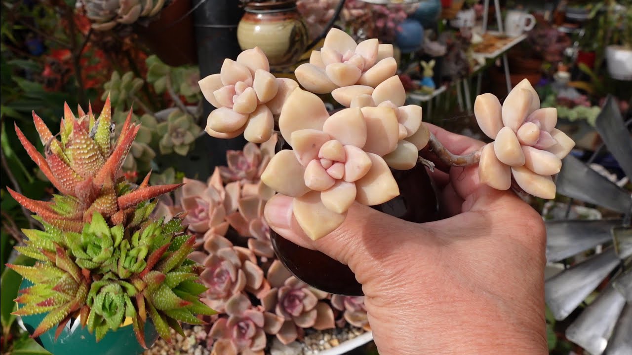 MY WAY OF BONSIFYING SUCCULENTS | VLOG #130 Succulents & Coffee with Liz