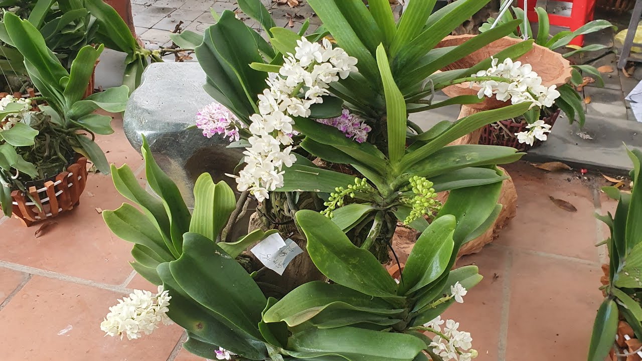 đau châu chơi hoa tết @916594696