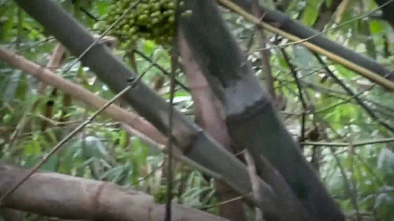 Bambu berbuah