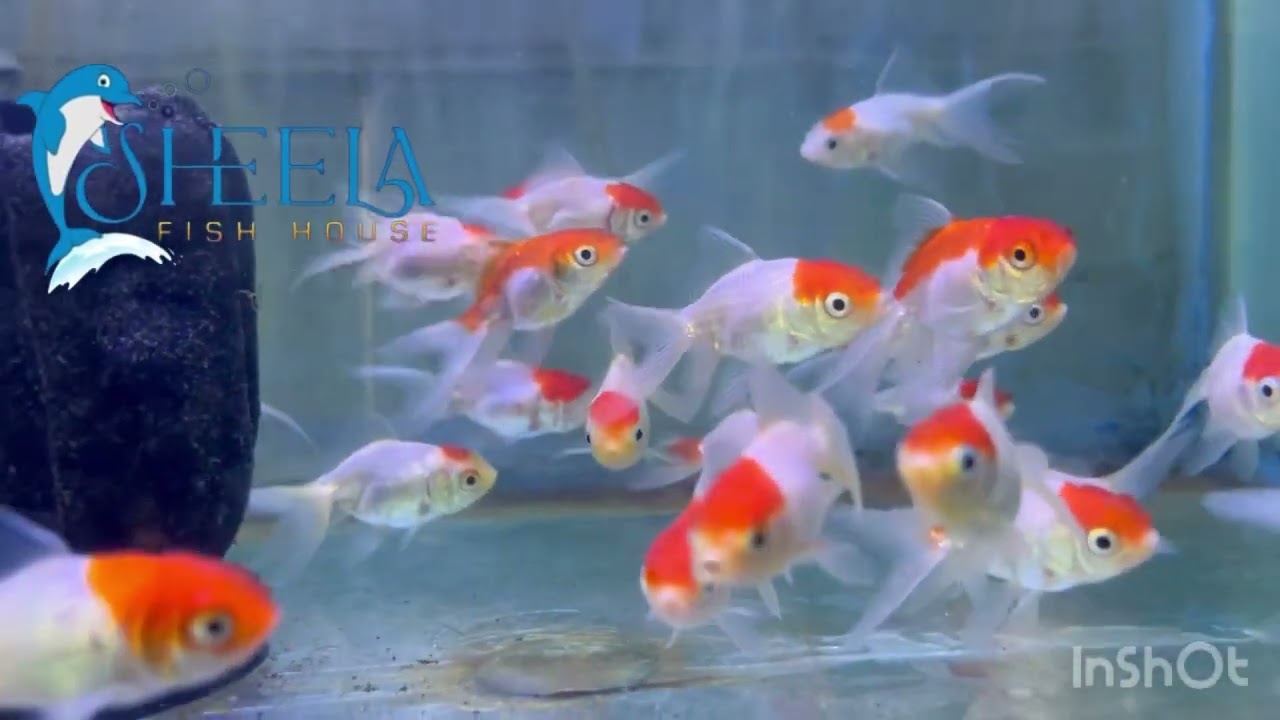New fish stock 16 Aug 2023 offers offers @sheelafishouseagra part 1