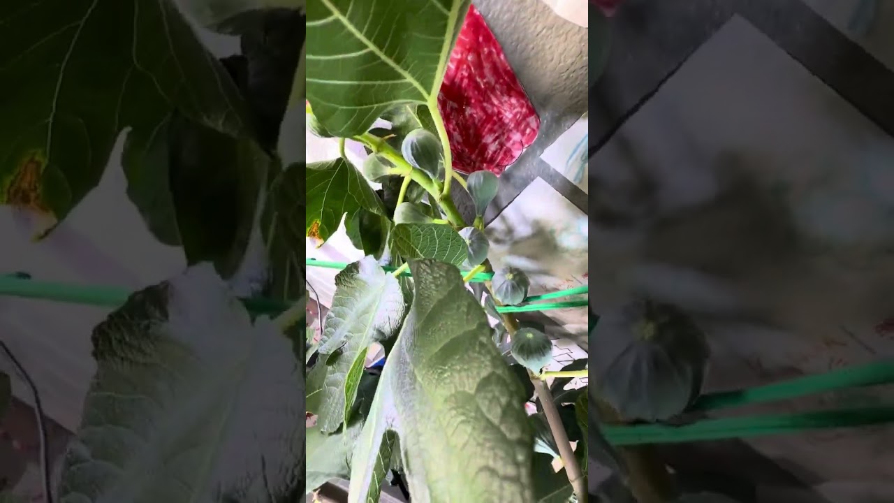 Indoor Angelito fig tree counting the 157 figs on it