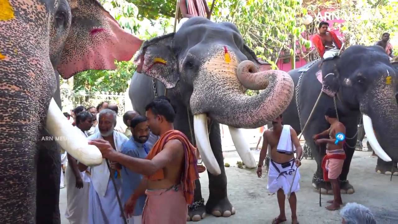 Aanayoottu (feeding of elephants) festival held Guruvayoor Temple