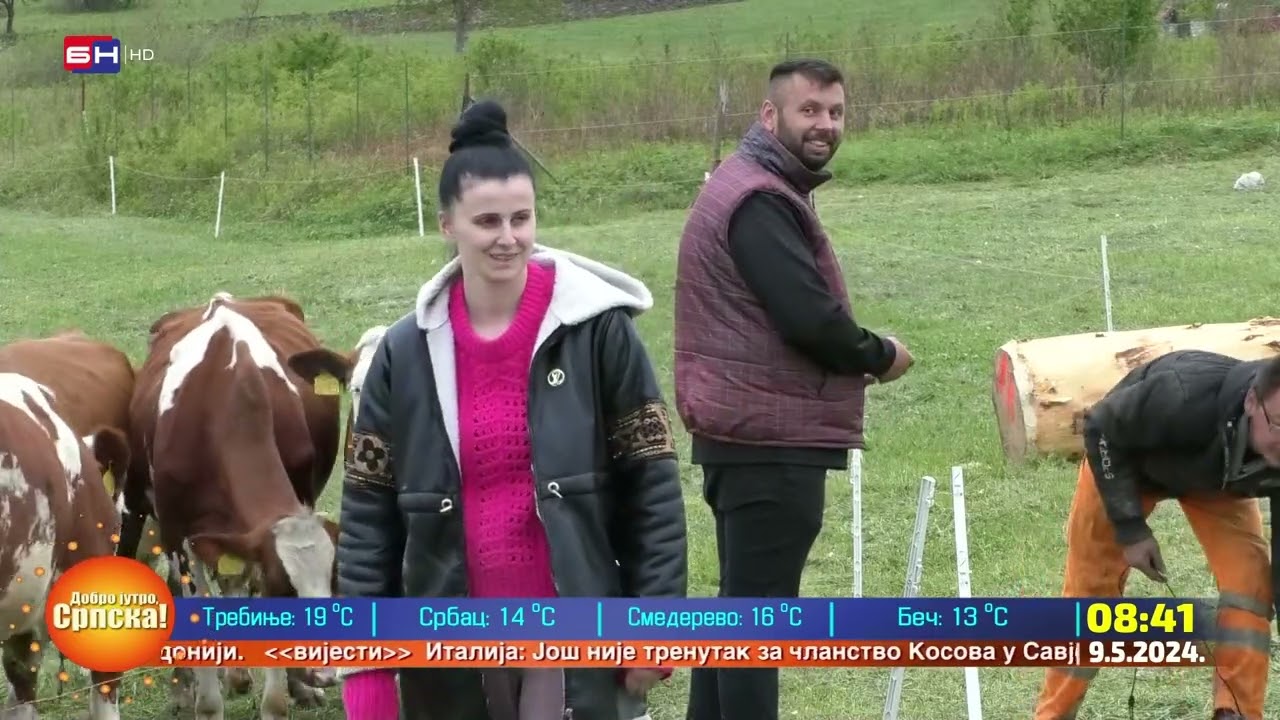 Porodica Aličić sa Izačića kod Bihaća bavi se mliječnim govedarstvom (BN TV 2024) HD