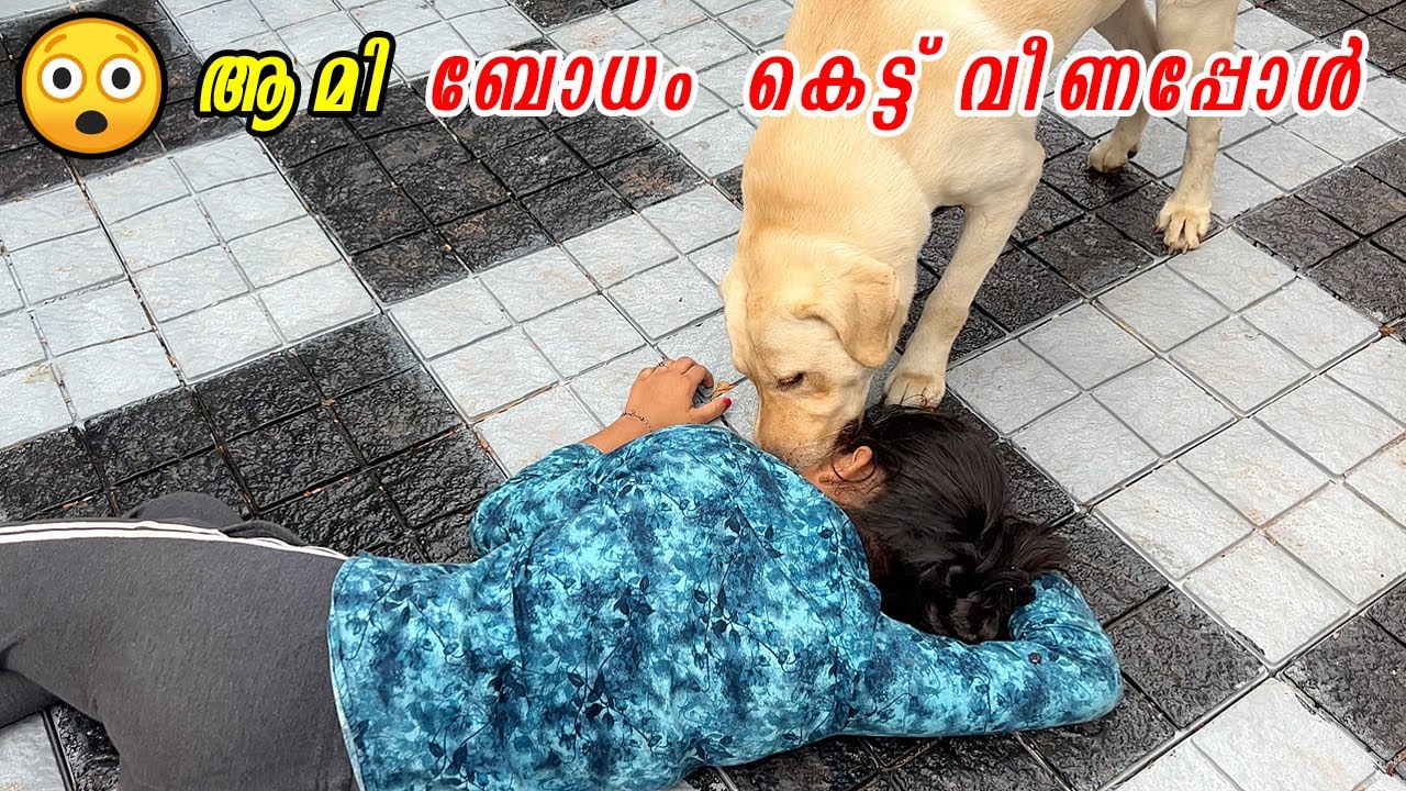 ആമി ബോധം കെട്ട് വീണപ്പോൾ : Dog Bodhakked prank 🤣 : funny video